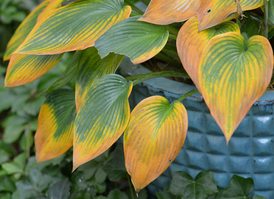 Variegated hosta leaves turning yellow with green centers, showing signs of seasonal color change. The plant is in a blue textured pot, surrounded by green foliage in the background.