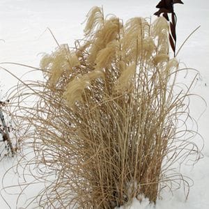 dried brown grasses stand out surrounded by snow