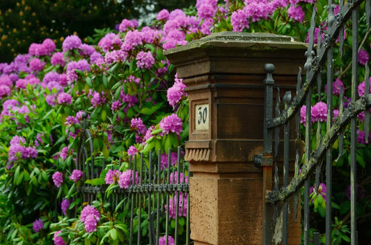 Iron gate and brick pillar marked with the number 30, surrounded by lush green foliage and clusters of blooming purple flowers.