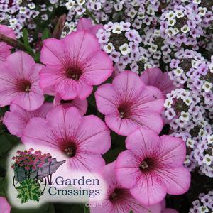 Pink supertunia flamingo blooms next to clusters of smaller white flowers with pink centers. The text "garden crossings" is in the lower left corner.