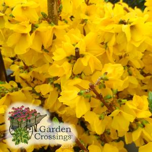 A cluster of vibrant yellow forsythia flowers in full bloom, with a “Garden Crossings” logo featuring a flower-filled wheelbarrow in the bottom left corner.
