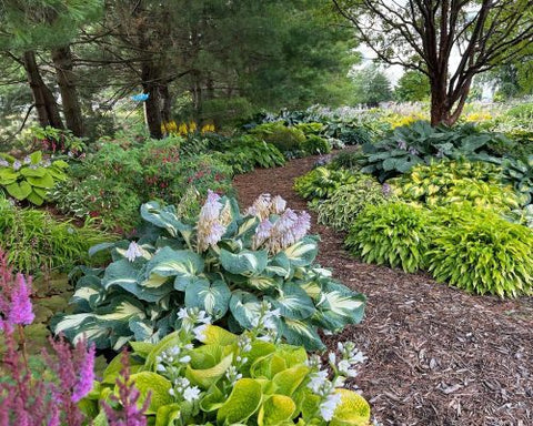 Full-shade garden path lined with variegated, gold, and blue-green hostas alongside blooming astilbe under mature shade trees