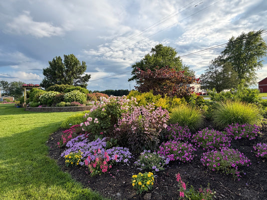 Annuals vs. Perennials: What Should You Plant?