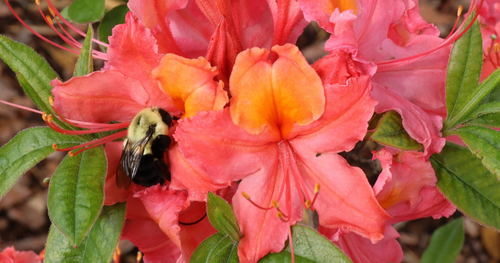 closeup of a bee in a pink flower