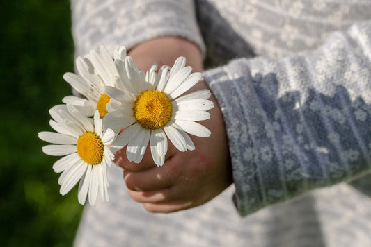 A person in a patterned gray sweater holds a small bouquet of white daisies with yellow centers, with a blurred green background.