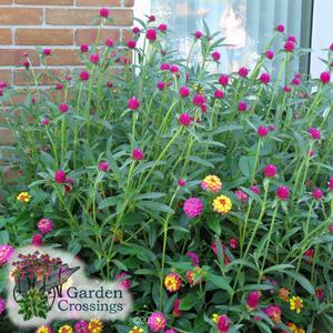 Lush green plants with pink and yellow flower globes on the end of their stalks in front of a brick wall.