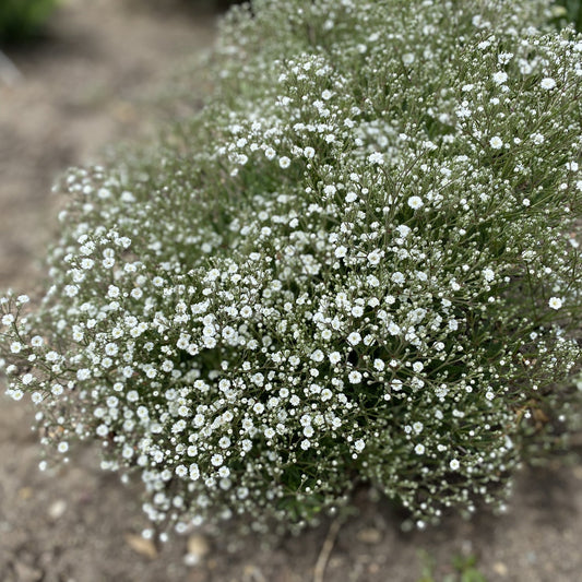Top-down view of Festival Star® Baby's Breath (Gypsophila) forms bushy clusters of tiny white blooms on slender green stems - Photo Property of Garden Crossings LLC.