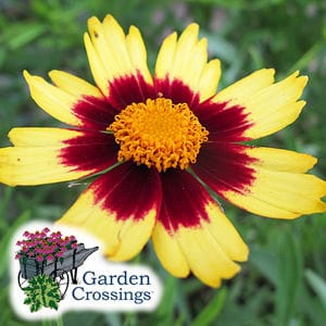 Long petaled flower that transitions from dark red at the center to bright yellow