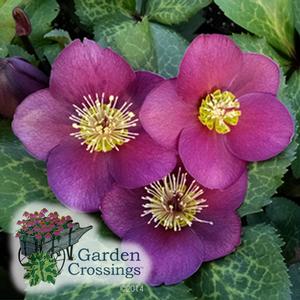 Top-down view of a trio of purple lenten roses with yellow centers sit among green leaves