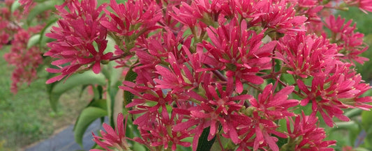 Close-up of clusters of vibrant pinkish-red flowers bloom on green stems of the Temple of Bloom® Seven Son Flower (Heptacodium) - Photo Courtesy of Proven Winners, Inc. 