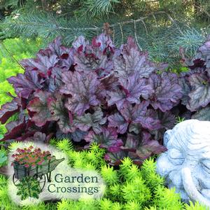 Dark foliage of a coral bell stands out against the vibrant lime-green sedum