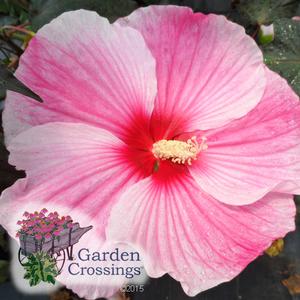 Large pink Rose Mallow Hibiscus bloom with red center and yellow-white stamens. The garden crossings logo is the bottom left corner. 