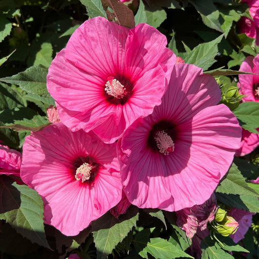Close-up of three large, vibrant pink Summerific® 'Candy Crush' Rose Mallow (Hibiscus) flowers with deep red centers, surrounded by green leaves in bright sunlight - Photo Property of Garden Crossings LLC.