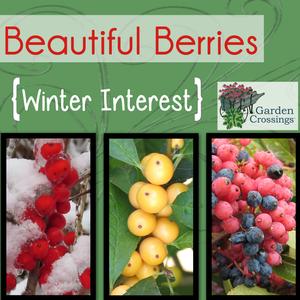 An infographic with 3 images of different berries with text that reads "beautiful berries - winter interest"