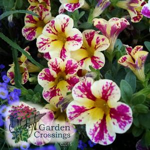 Yellow and white petunia-like flowers with vibrant magenta streaks in the petals, surrounded by green leaves. The Garden Crossings logo is visible in the bottom left corner of the image.