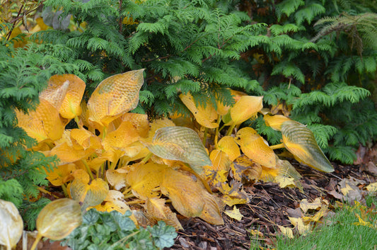 Bright yellow hosta leaves in a garden bed, surrounded by green evergreen foliage and some fallen brown leaves on the ground, indicating a scene in autumn.