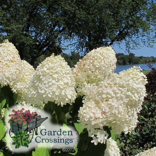 Hydrangea with bright white clusters of flowers. Dark green trees and a blue sky are visible in the background.