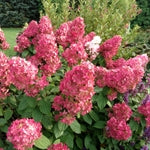 A bush with clusters of bright pink flowers in full bloom, surrounded by green leaves and set against a background of other greenery outdoors.