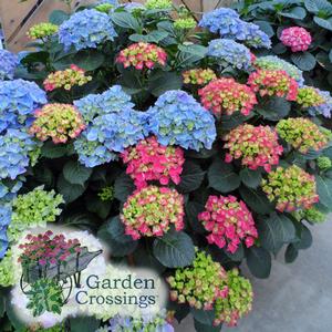 Top-down view of a hydrangea with multi-colored blooms - yellow, pink, and blue.