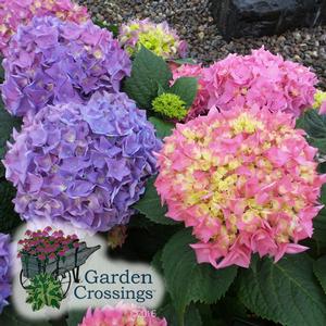 A close-up of a puffy purple and yellow-pink hydrangea bloom. The Garden Crossings logo with stylized flowers appears in the lower left corner.