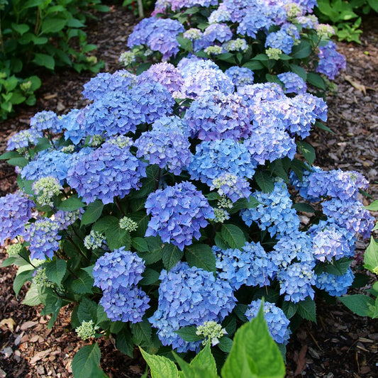 A close-up of Let's Dance Sky View® Bigleaf Hydrangea flowers showcases pink blooms with green highlights, set among green leaves against a softly blurred brown backdrop - Photo Property of Garden Crossings LLC.