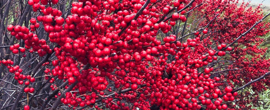 Best Shrubs for Year-Round Interest