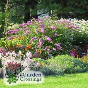 Garden setting with grass in the foreground and a large buttefly bush covered in purple flower stalks. Smaller plants surround the bush.