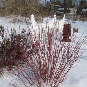 Red-twig dogwood shrubs with bright red branches stand in snow near a white fence. Leafless trees and a house are visible in the background on a winter day.