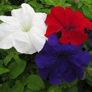 Close-up on three flowers - one red, one white, and one blue, with healthy green leaves.