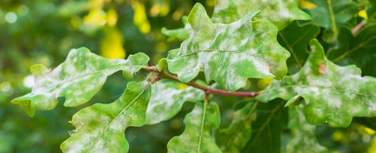 Close-up of green oak leaves with white powdery fungal growth on the leaf surfaces, photographed outdoors against a blurred green background.