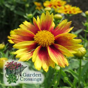 Close-up of a lone red and yellow Coreopsis flower surrounded by green