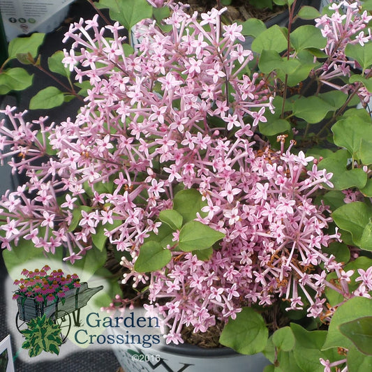 Clusters of small white-pink blooms on a bloomerang lilac
