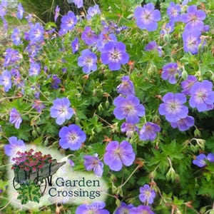 Close-up of blue blooming plant with bright green foliage in the sun
