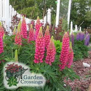 Tall, hot pink lupine flower spikes tipped in yellow. A white picket fence and purple flower spikes are visible in the background.