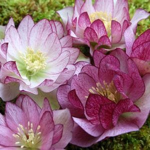 Four large blooms with white and burgundy petals and large yellow stamens