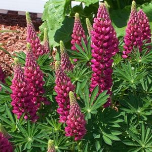 Tall pink flower spikes surrounded by long green leaves
