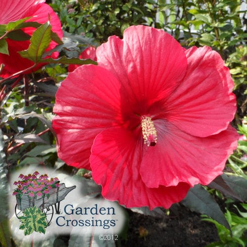 A single large red bloom of the Midnight Marvel‘ Hibiscus, with a prominent yellow stamen.