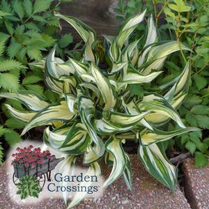 Host with long, curling white leaves with dark green on the edges with bricks in front of it and the text "Garden Crossings" in the lower left corner.