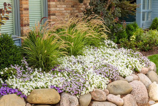 A garden bed with ornamental grasses, white and purple flowers, and green shrubs is bordered by large decorative rocks in front of a brick house with green-window shutters.