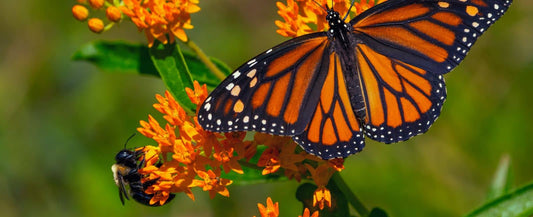 A monarch butterfly with orange and black wings perched on bright orange milkweed flowers, with a small bee nearby on green foliage.