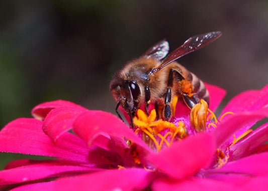 A close-up of a bee collecting nectar from the center of a vibrant pink flower, with the details of the bee’s body and wings clearly visible.