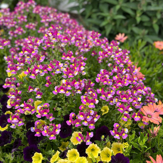 Aromance® Mulberry™ Nemesia features fragrant purple and yellow blooms amid green leaves, with larger bright pink flowers in the background - Photo Property of Garden Crossings LLC.