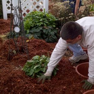 man kneeling down in a garden bed pushing soil and mulch arond a hosta