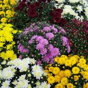 purple, yellow, and white flowers planted next to each other fill the frame