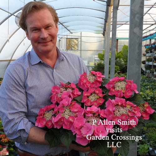A smiling man in a blue shirt holding a container with large pink flowers with white centers in a garden center