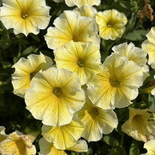 A cluster of Supertunia® Saffron Finch™ Petunia with soft yellow blooms and delicate veins, lush green foliage, and a mounding habit, glowing beautifully in bright sunlight - Photo Property of Garden Crossings LLC.