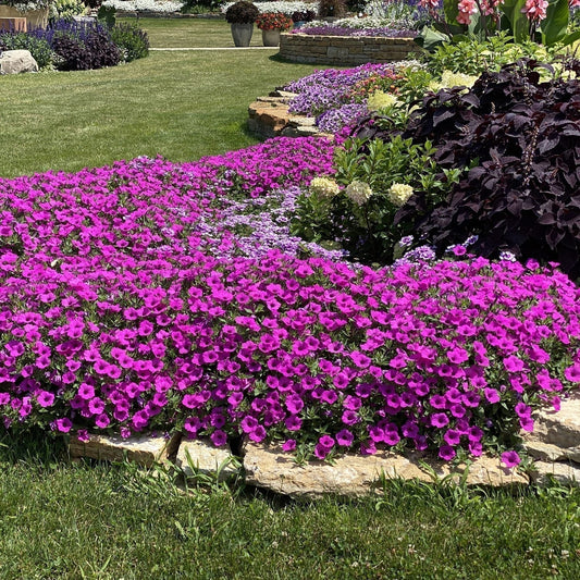 A lush bed of bright pink Supertunia Vista® Jazzberry® Petunia and dense yellow flowers lines the sidewalk, bordered by green foliage - Photo Property of Garden Crossings LLC.