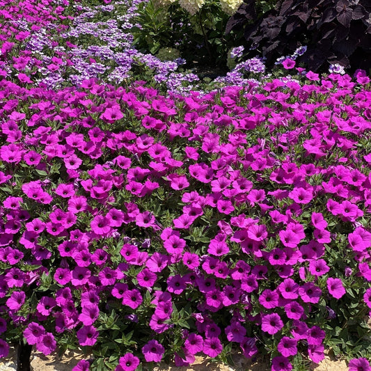 A lush bed of bright pink Supertunia Vista® Jazzberry® Petunia and dense yellow flowers lines the sidewalk, bordered by green foliage - Photo Property of Garden Crossings LLC.