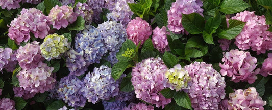 A close-up of hydrangea blooms in shades of pink, purple, and blue with green leaves.