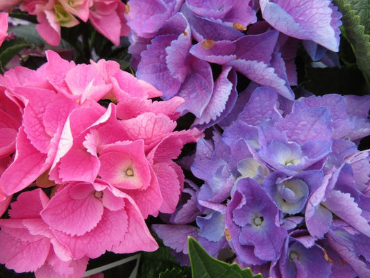 Close-up of vibrant hydrangea flowers, with clusters of pink blossoms on the left and purple blossoms on the right, surrounded by green leaves.